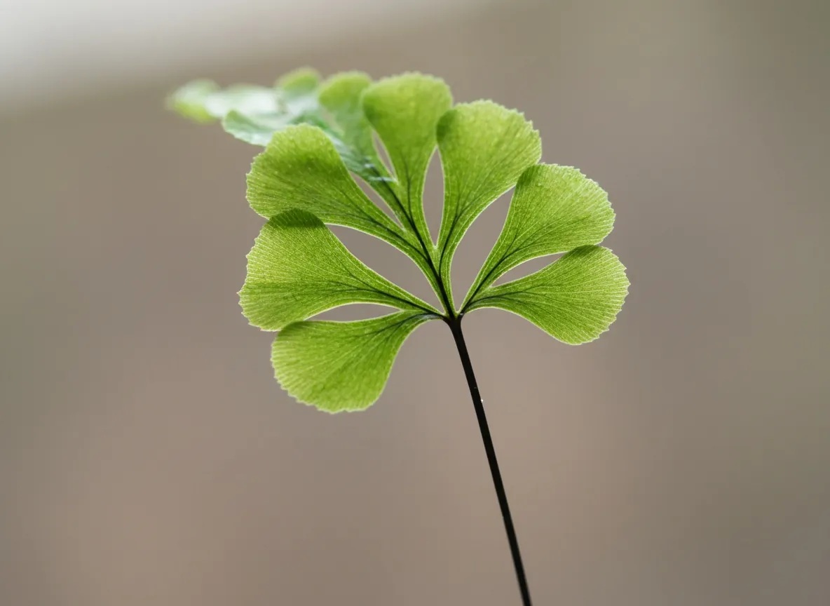 Zbliżenie na wachlarzowate listki adiantum na czarnych, lśniących ogonkach