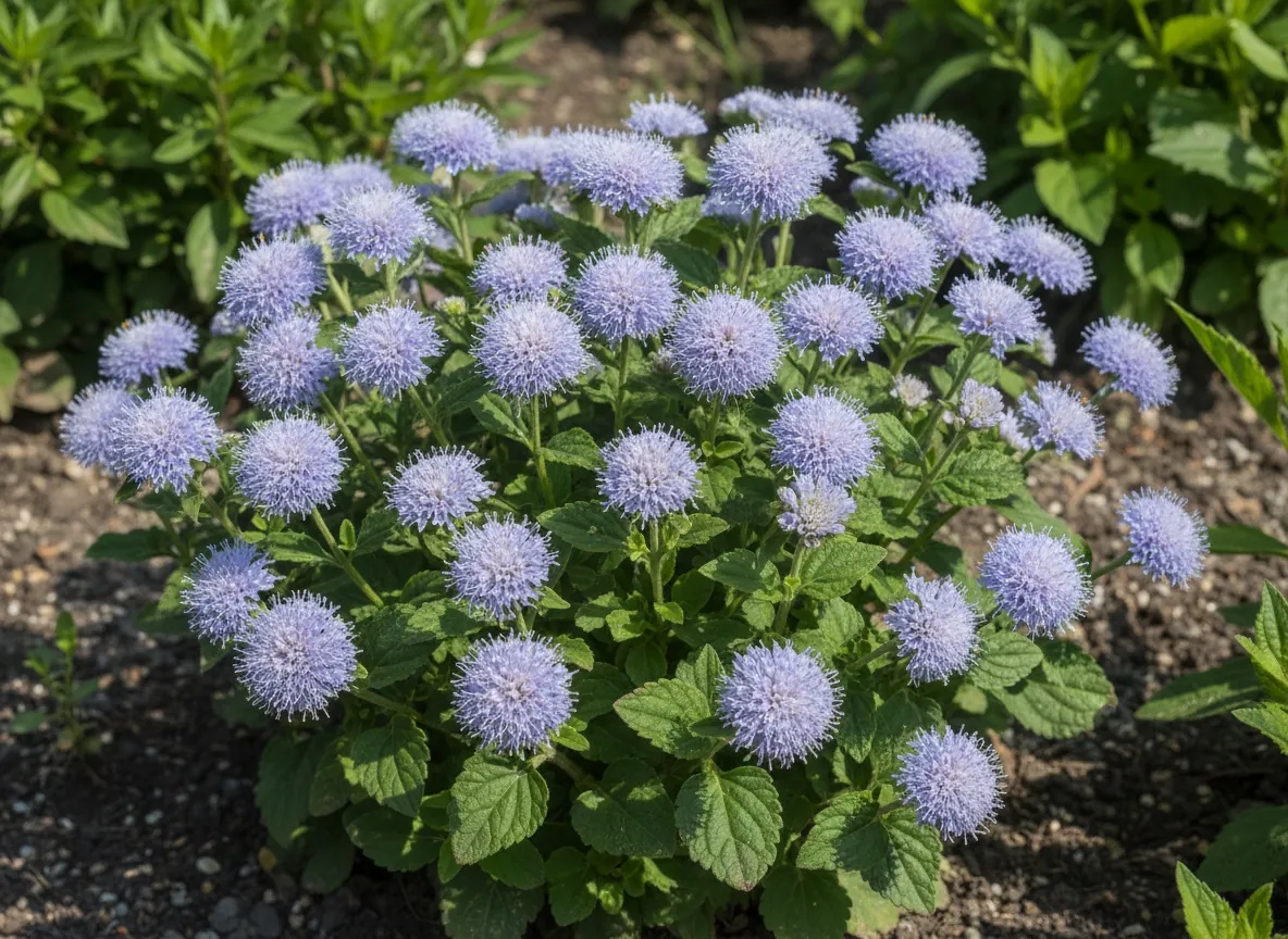Zwarta kępa ageratum meksykańskiego z niebieskimi puszystymi kwiatostanami